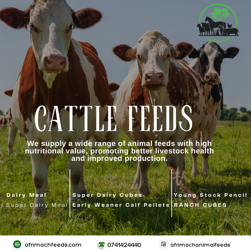 Cattle Feeds