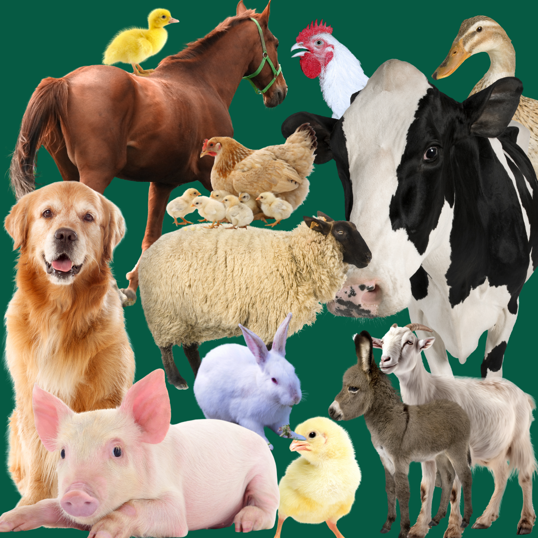 Afrimach production facility