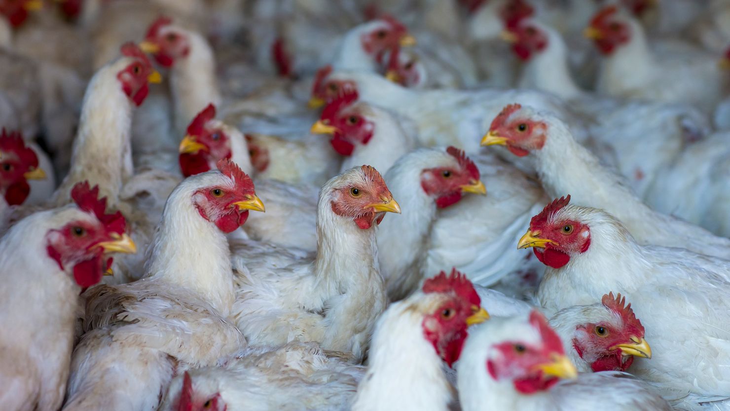 Avian Flu Symptoms In Birds