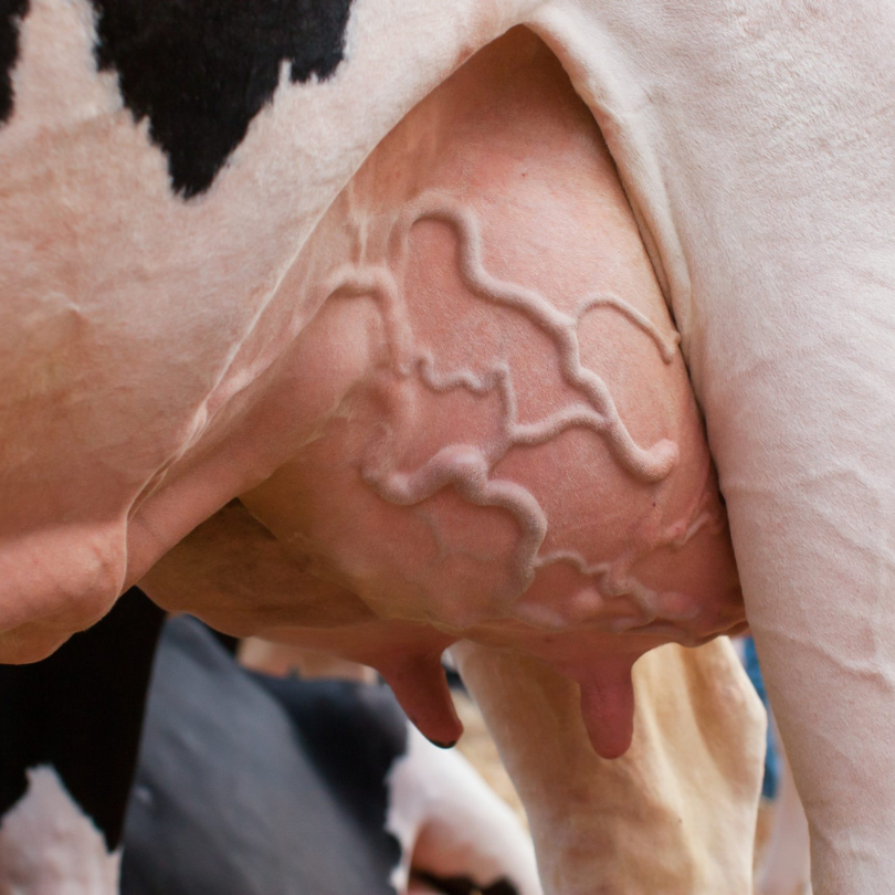 Bovine Mastitis Treatment
