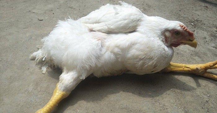 Marek Disease In Poultry