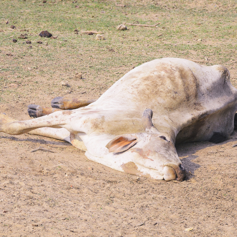 Rift Valley Fever Virus